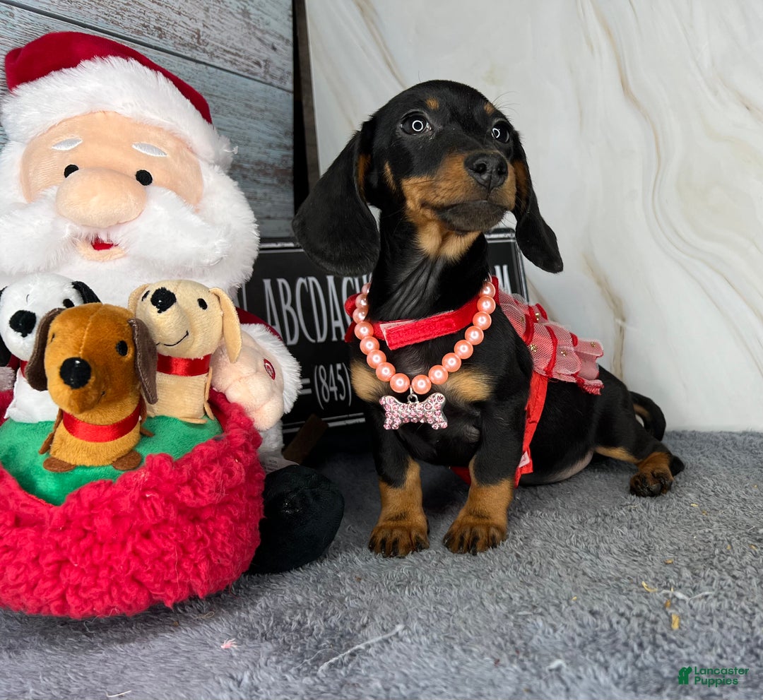 Miniature Dachshund dogs for sale: AKC Champion import - Ad 11