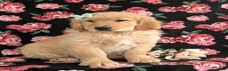 Golden Retriever dogs for sale: Carrie - Ad 9