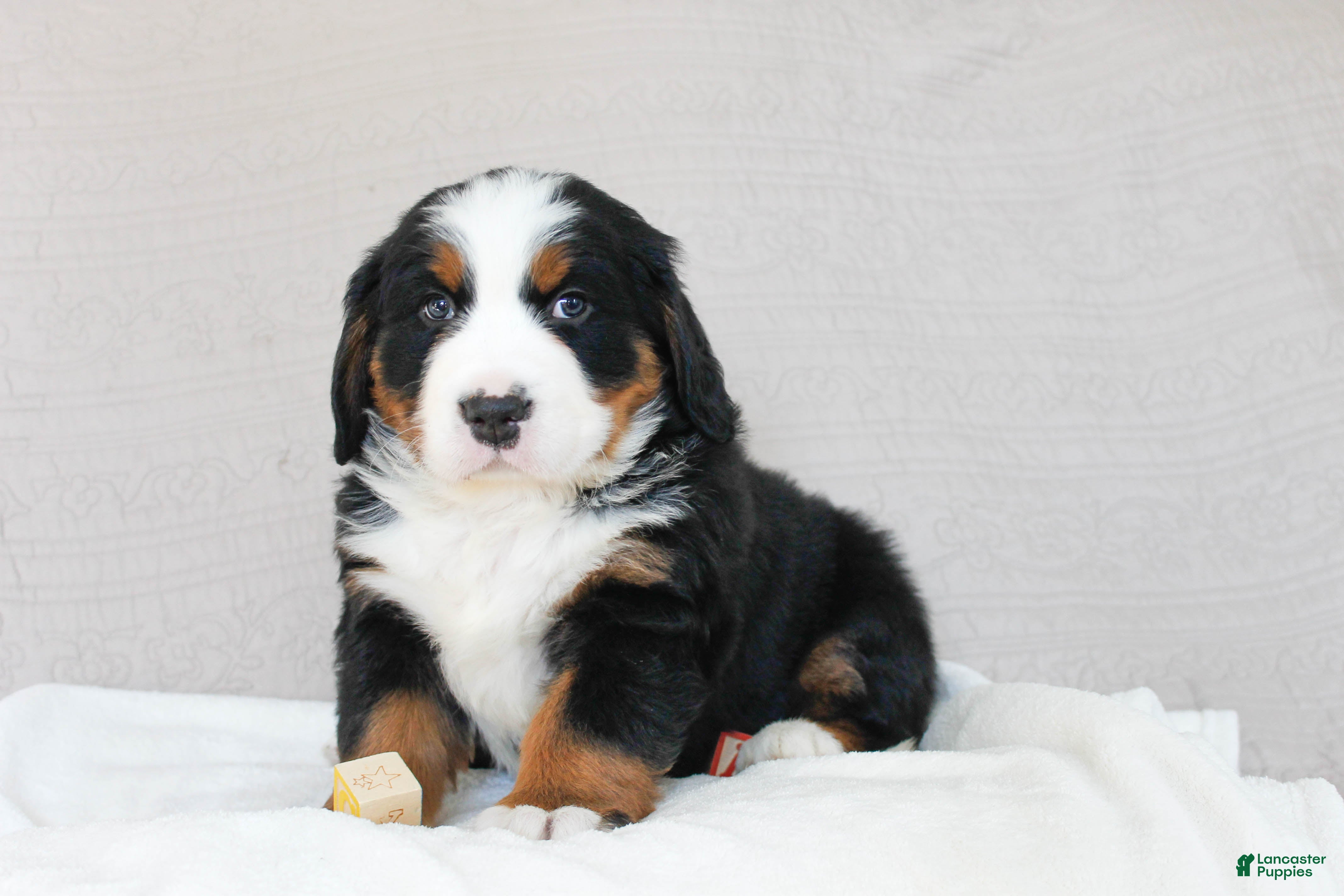 Bernese Mountain Dog dogs Juniper - Ad 2