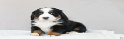 Bernese Mountain Dog dogs for sale: Juniper - Ad 2