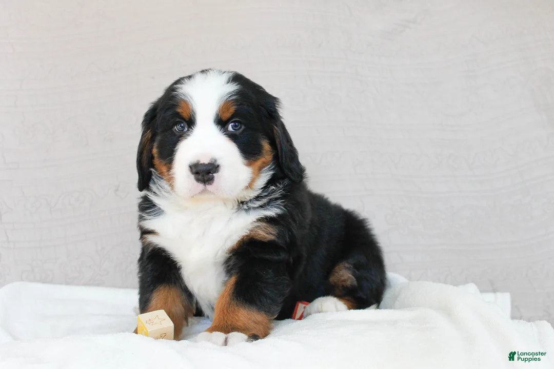 Bernese Mountain Dog dogs for sale: Juniper - Ad 2