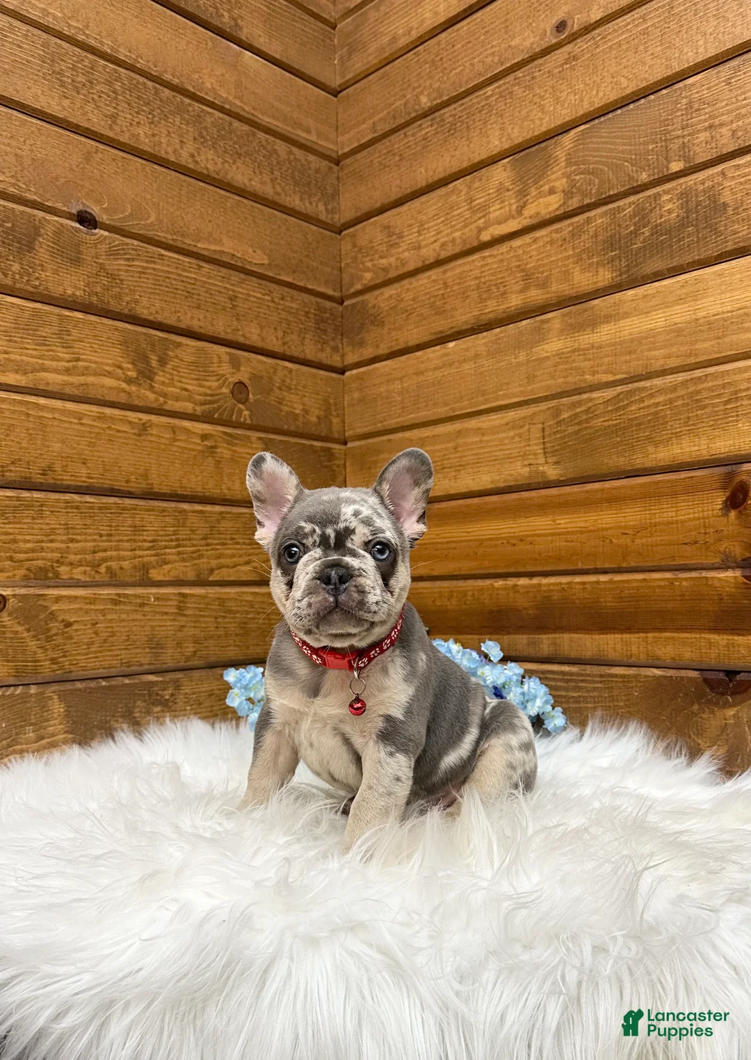 French Bulldog dogs for sale: Jace - Ad 1