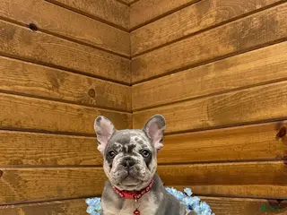 French Bulldog dogs for sale: Jace - Ad 3