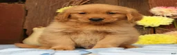Golden Retriever dogs for sale: Hudson - Ad 18