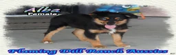 Miniature Australian Shepherd dogs for sale: Alba - Ad 1
