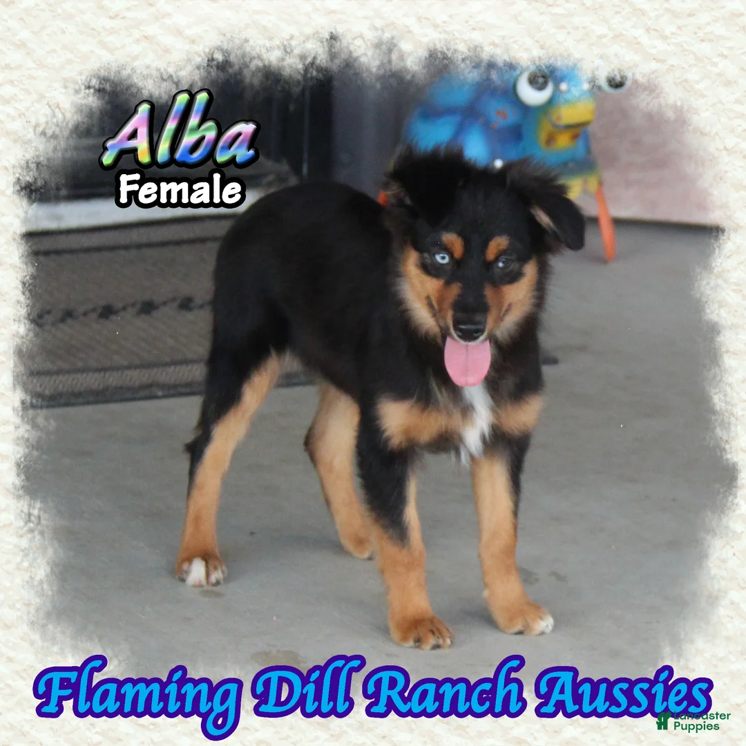 Miniature Australian Shepherd dogs for sale: Alba - Ad 1