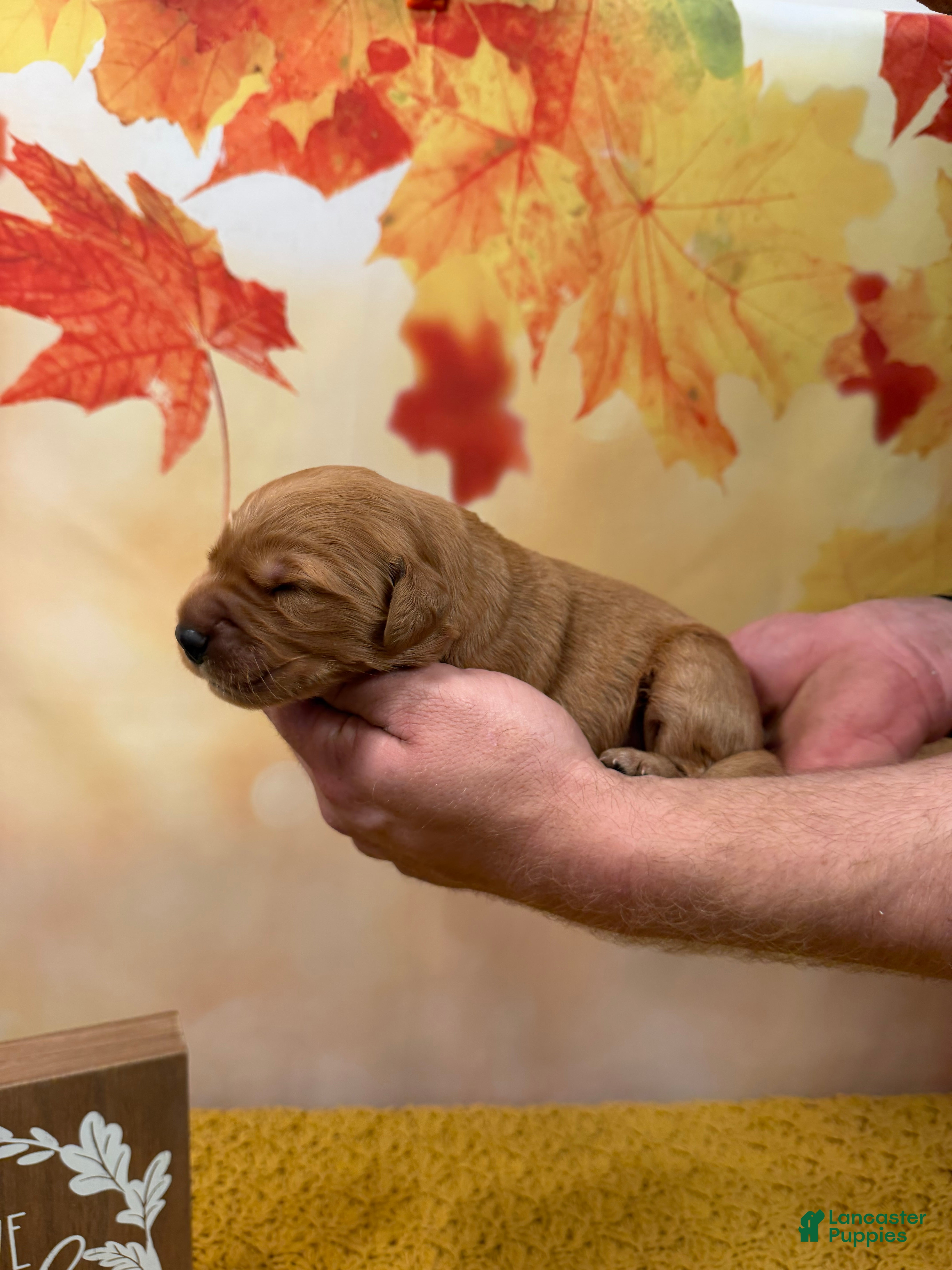 Golden Retriever dogs Rusty - Ad 1