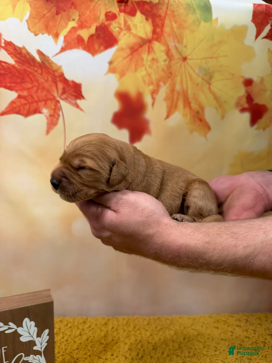 Golden Retriever dogs for sale: Rusty - Ad 1