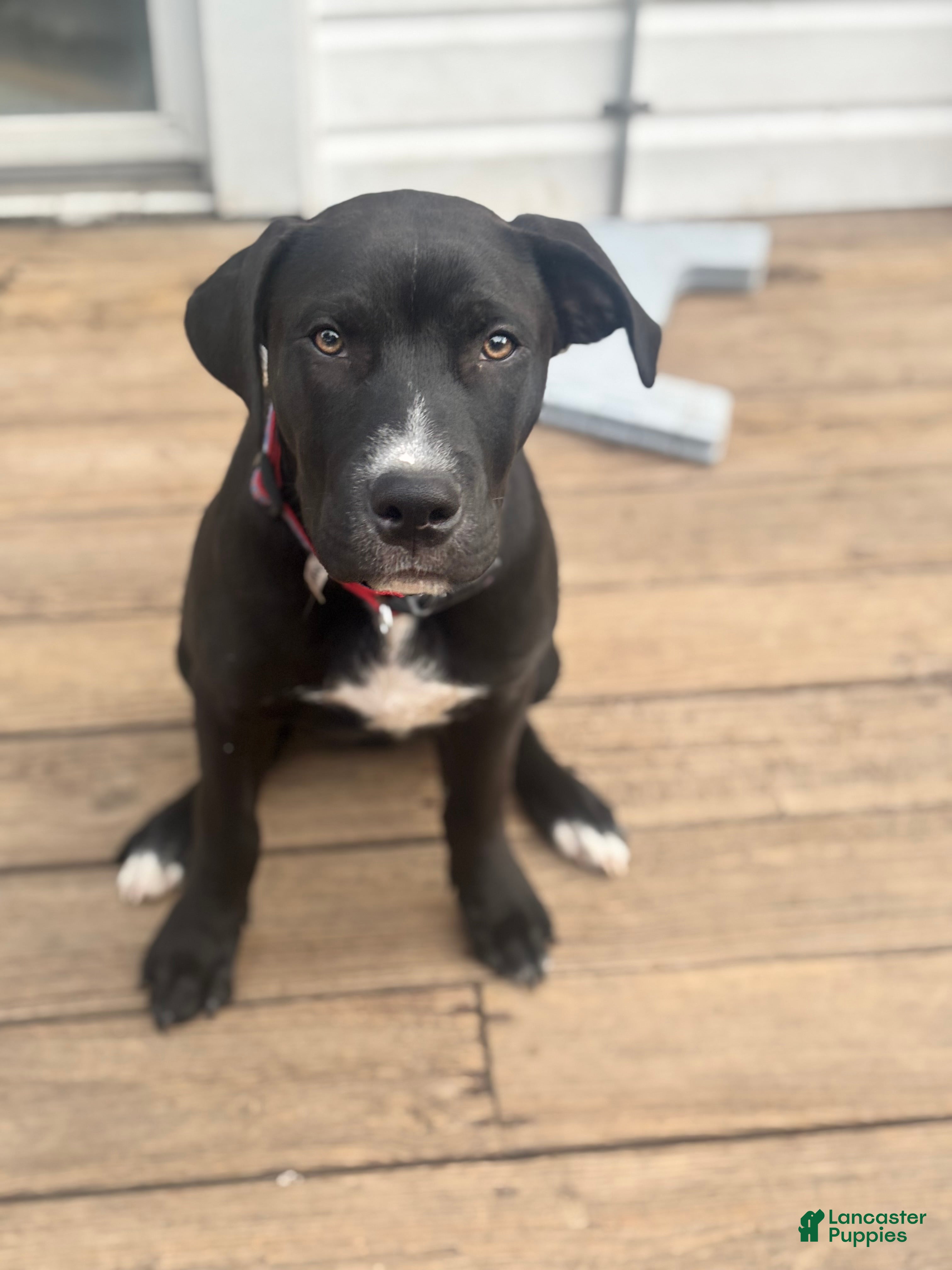 Mixed Breed dogs Mixed Breed Puppy 1 - Ad 5