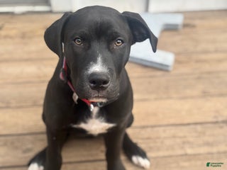 Mixed Breed dogs Mixed Breed Puppy 1 - Ad 2