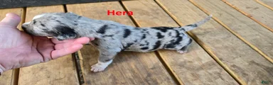 Hera - Female (blue merle) 