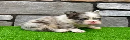 French Bulldog dogs for sale: Hulk - Ad 3