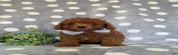 Miniature Poodle dogs for sale: Stefon - Ad 3