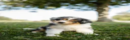Australian Shepherd dogs for sale: Jasper. (Cuddles) - Ad 3