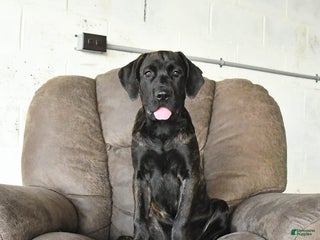 Cane Corso dogs - Ad 5