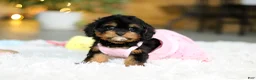 Cavapoo dogs for sale: Callie - Ad 8