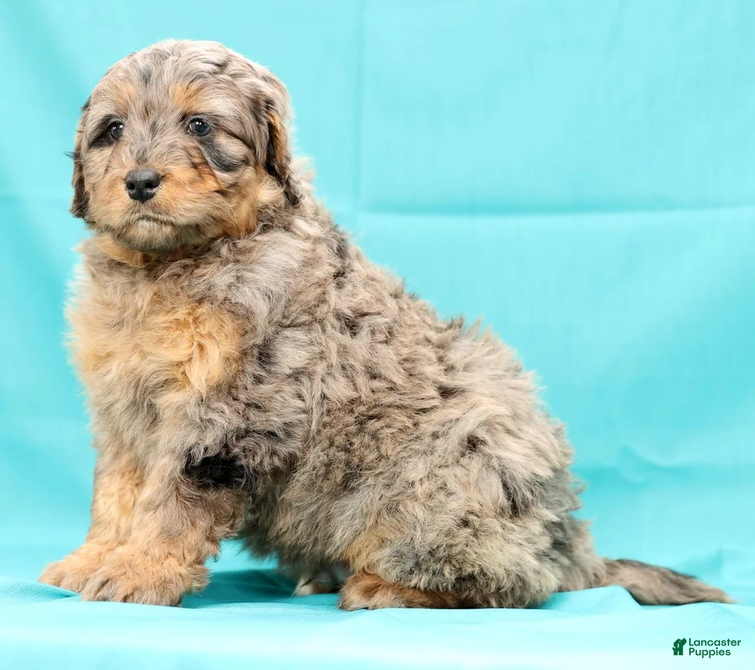 Mini Bernedoodle dogs for sale: Ace - Ad 8