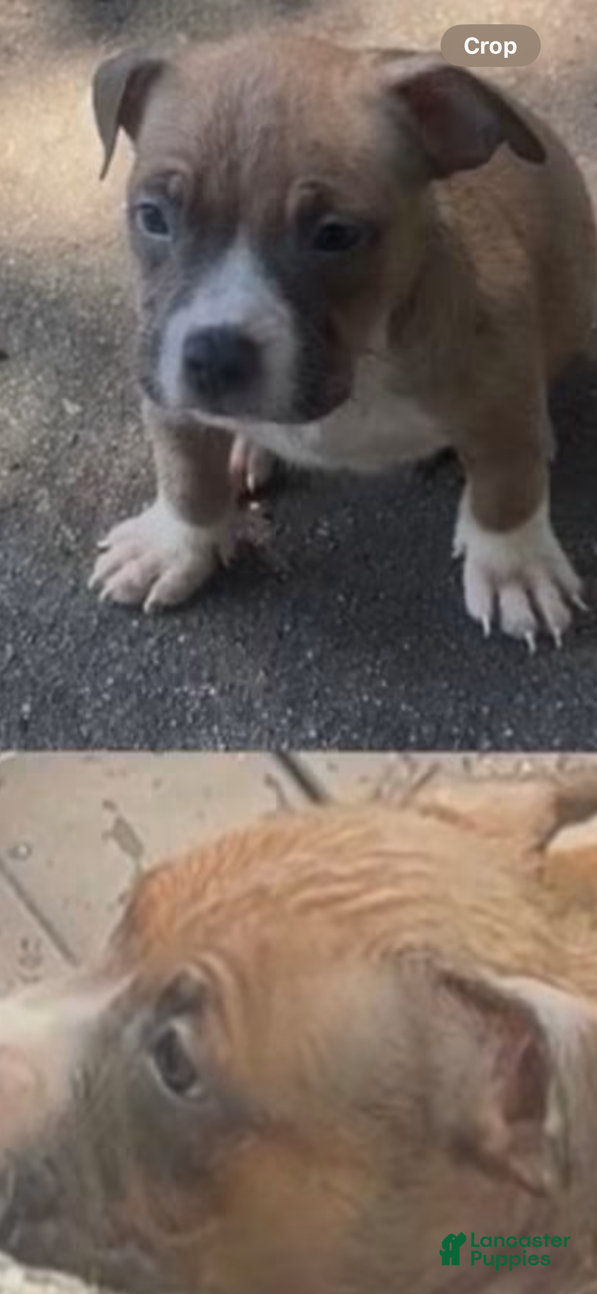 American Bully dogs American Bully 2 - Ad 16