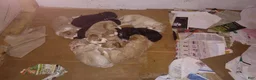 Mini Bernedoodle dogs for sale: Clover - Ad 6