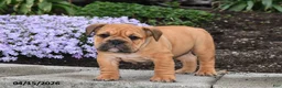 English Bulldog dogs for sale: Dawn - Ad 4