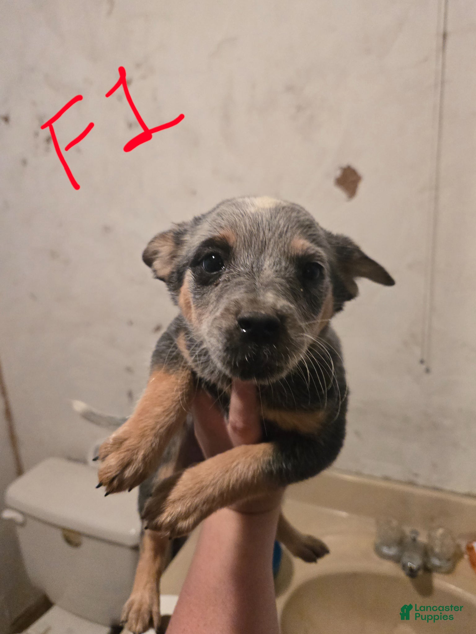 Australian Cattle Dog dogs Bella - Ad 34