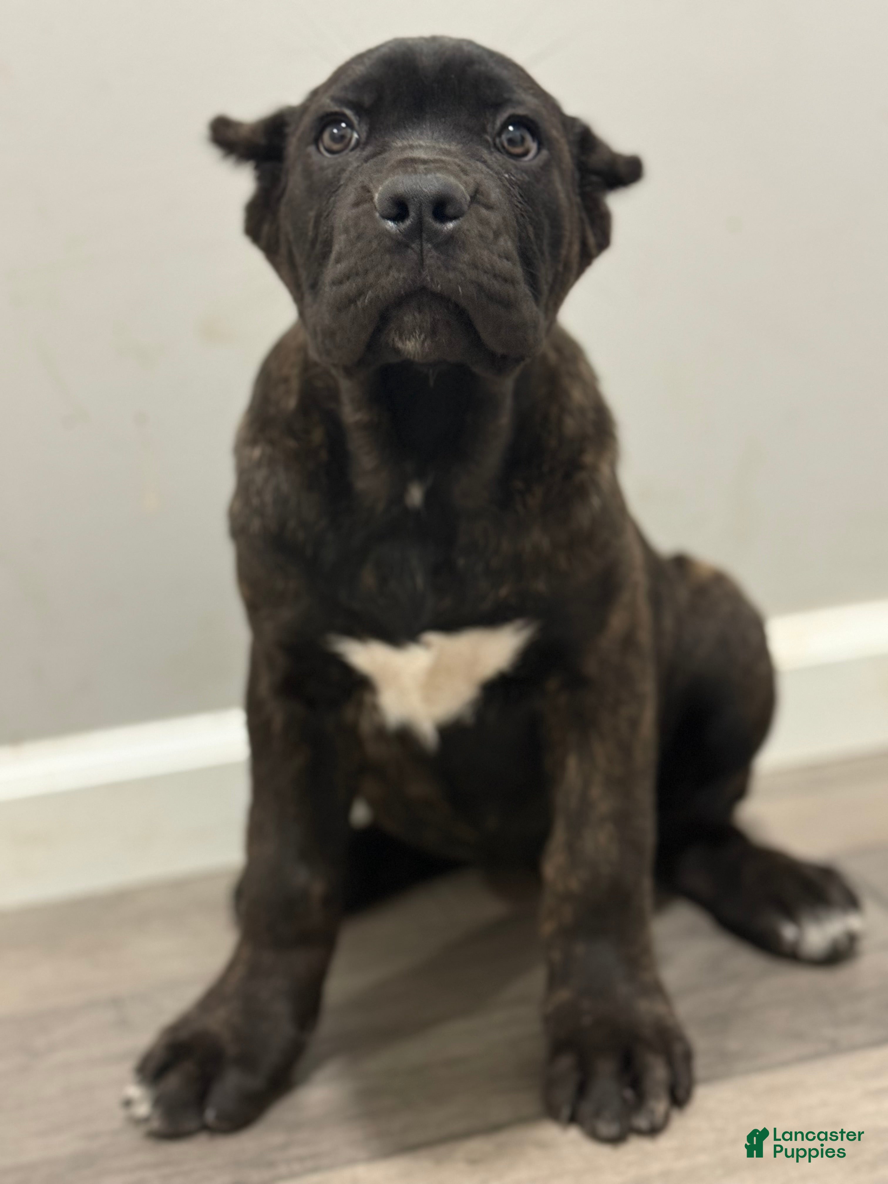Cane Corso dogs Cove - Ad 15