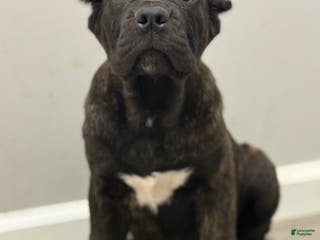 Cane Corso dogs Cove - Ad 15
