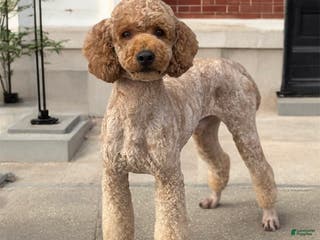 Miniature Poodle dogs for stud: Mr Handsome - Ad 2