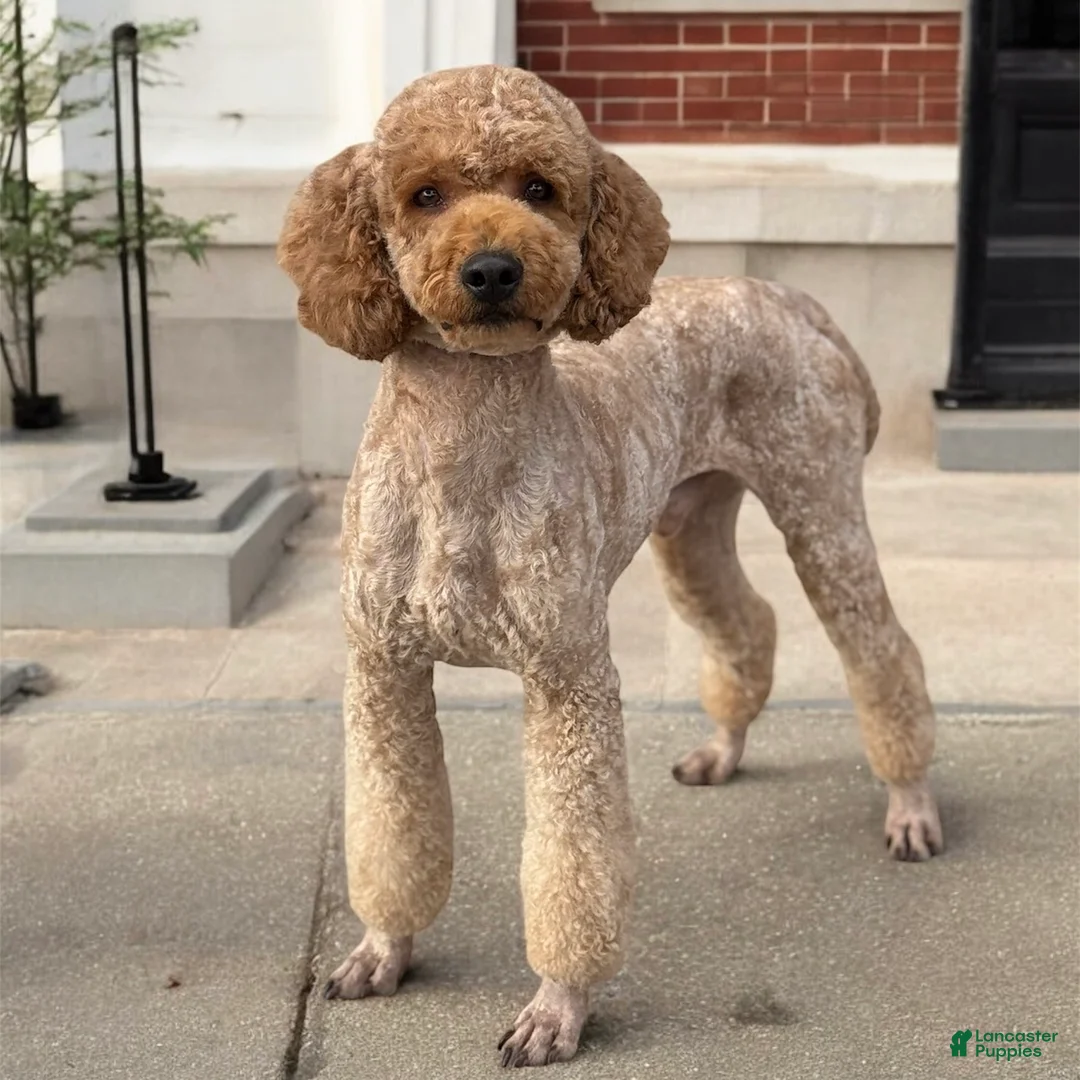 Miniature Poodle dogs for stud: Mr Handsome  - Ad 1