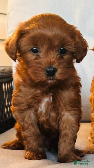 Mini Goldendoodle dogs Remi - Ad 1