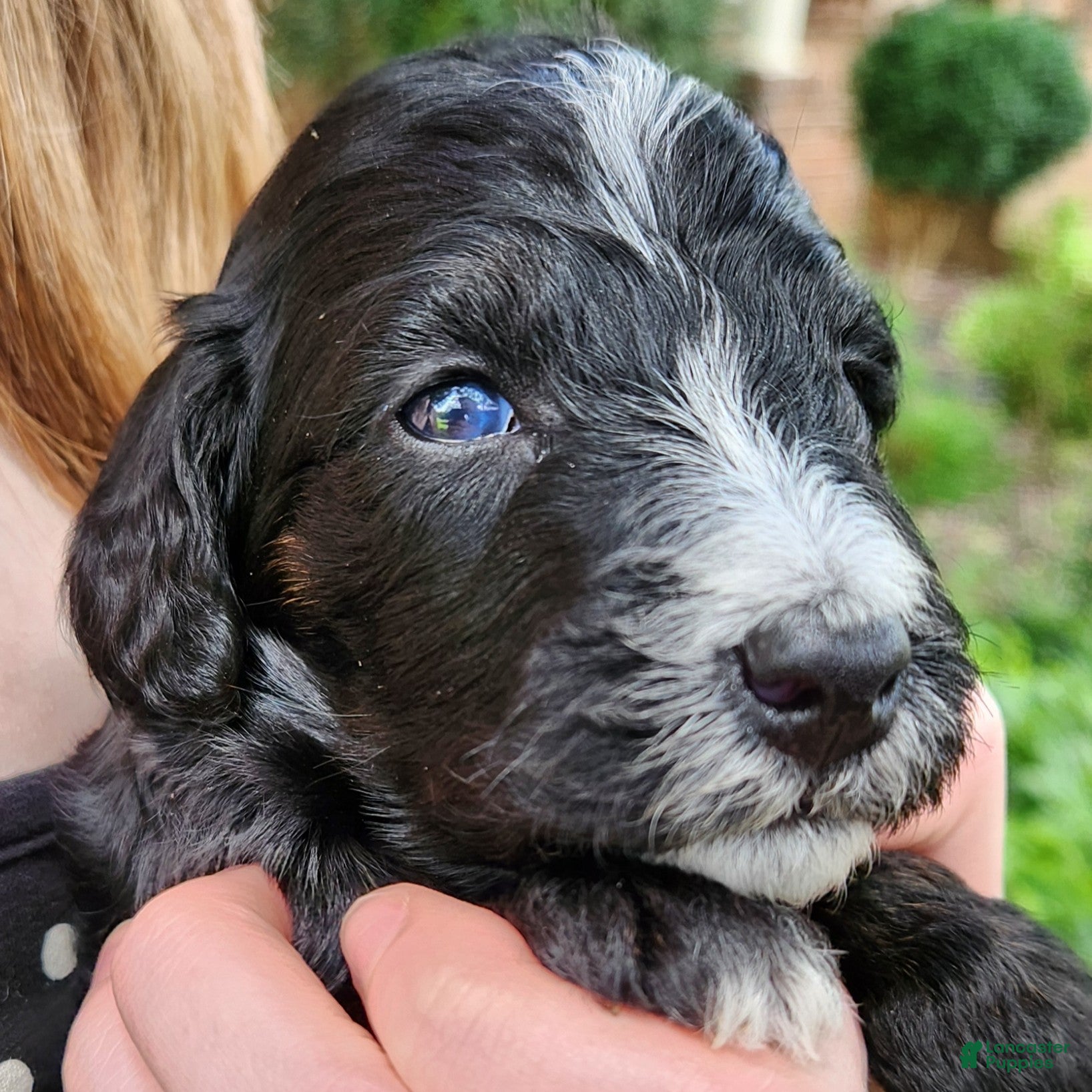 Mini Aussiedoodle dogs Trixie - Female - Phantom Tri-Color - Ad 1