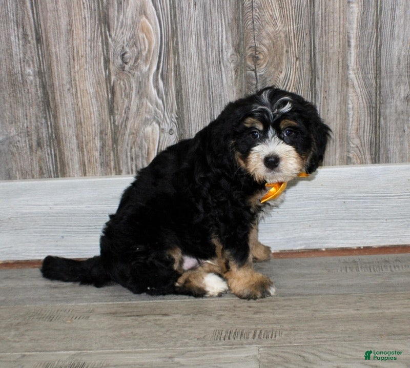 Mini Bernedoodle dogs Sarge - Ad 2