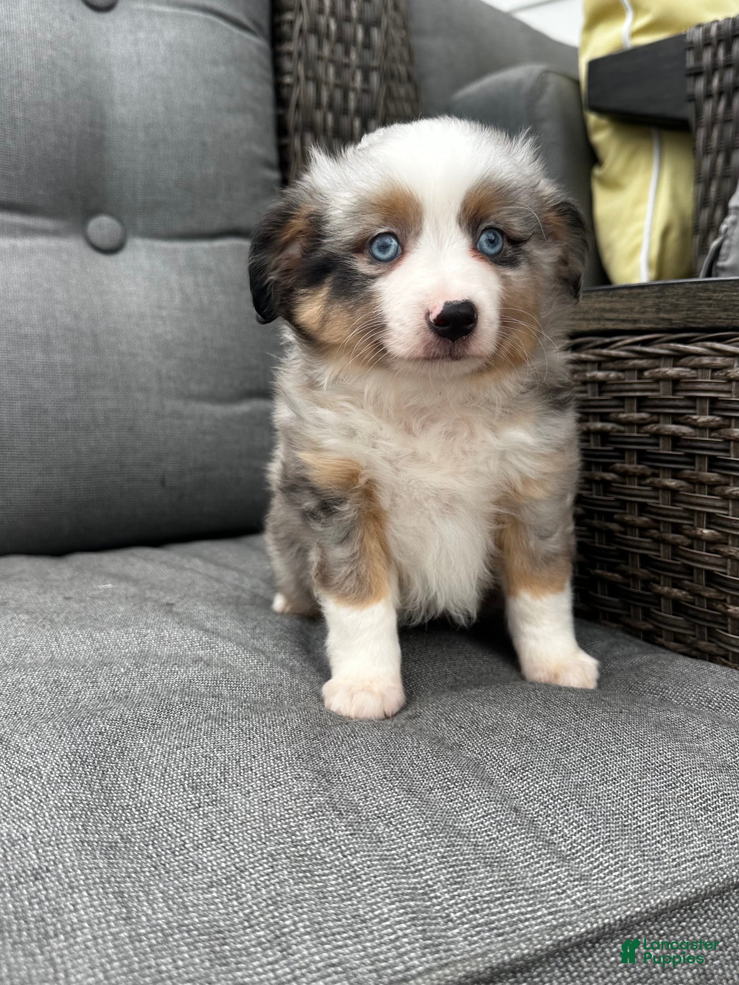 Australian Shepherd dogs Mini Australian Shepherd Dexter - Ad 2