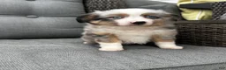 Australian Shepherd dogs for sale: Mini Australian Shepherd Dexter - Ad 2