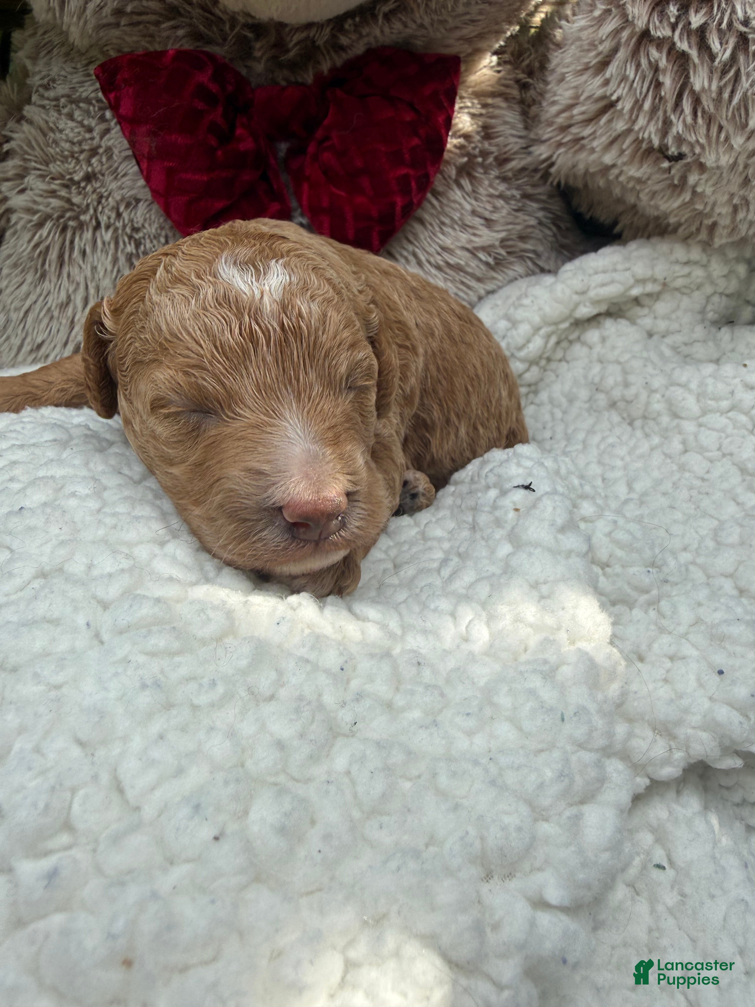 Bichpoo dogs Sunny - Ad 2
