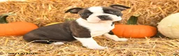 Boston Terrier dogs for sale: Ricky  - Ad 4