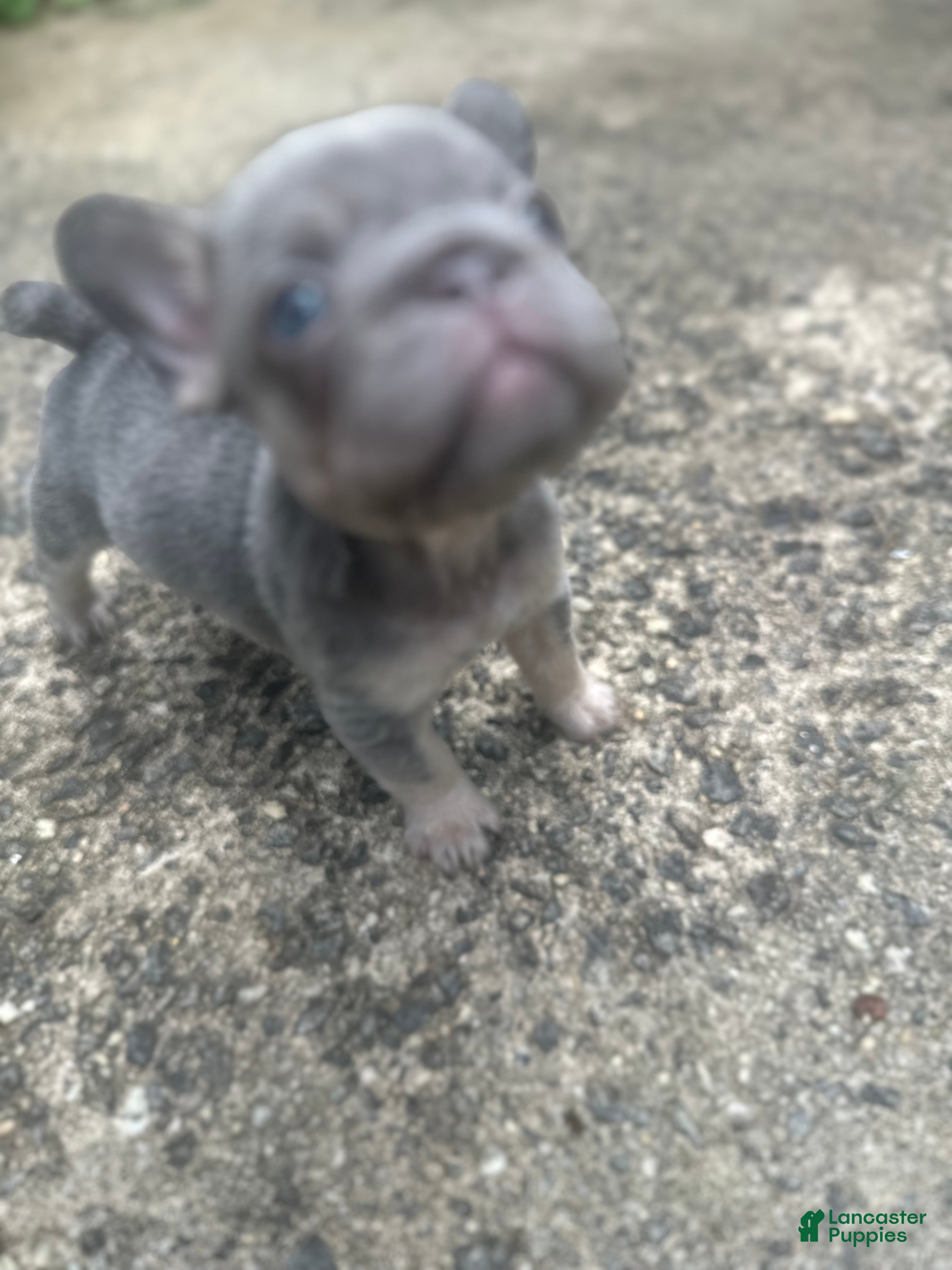 French Bulldog dogs French Bulldog 4 - Ad 1