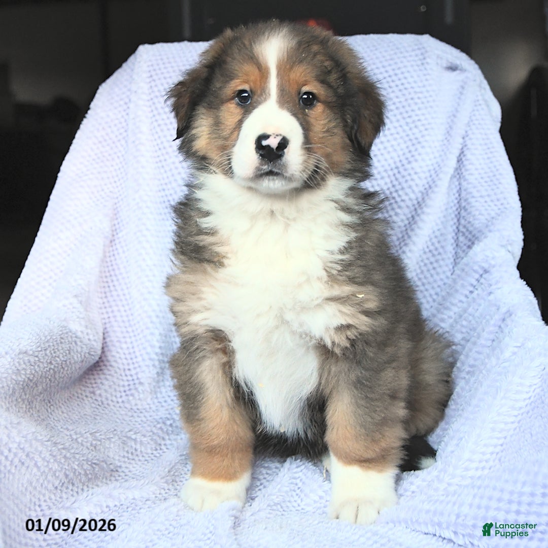 Mixed Breed dogs for sale: Bravo - Ad 3