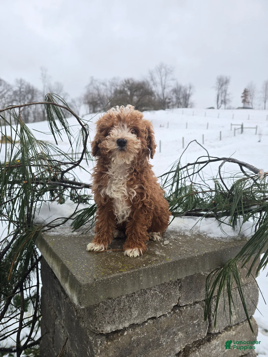 Miniature Poodle dogs for sale: Hobbs - Ad 1