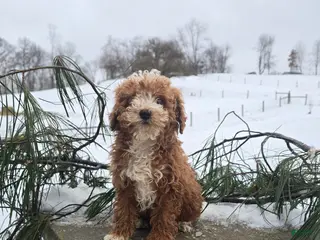 Miniature Poodle dogs Hobbs - Ad 18