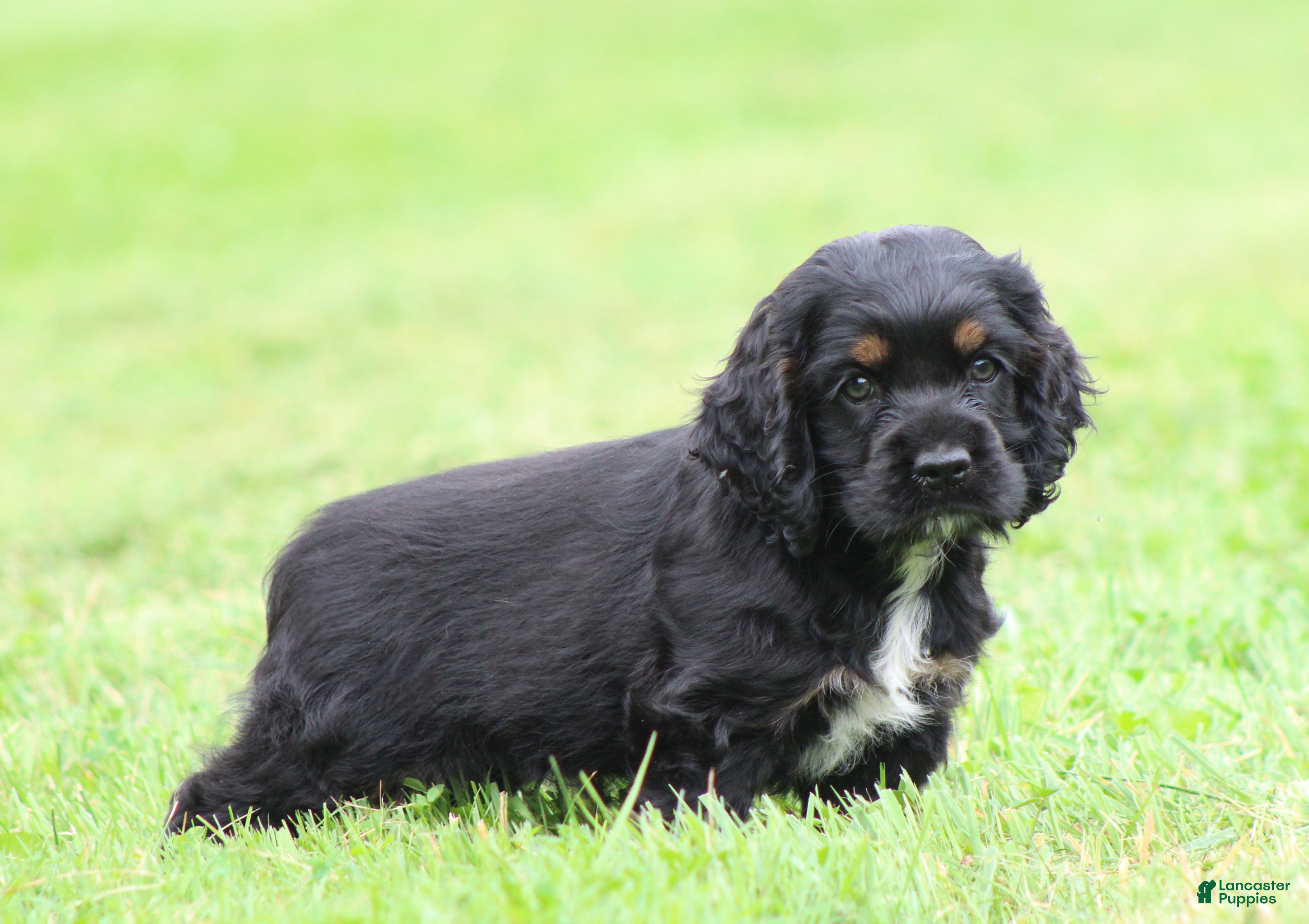 Cocker Spaniel dogs Juniper - Ad 2