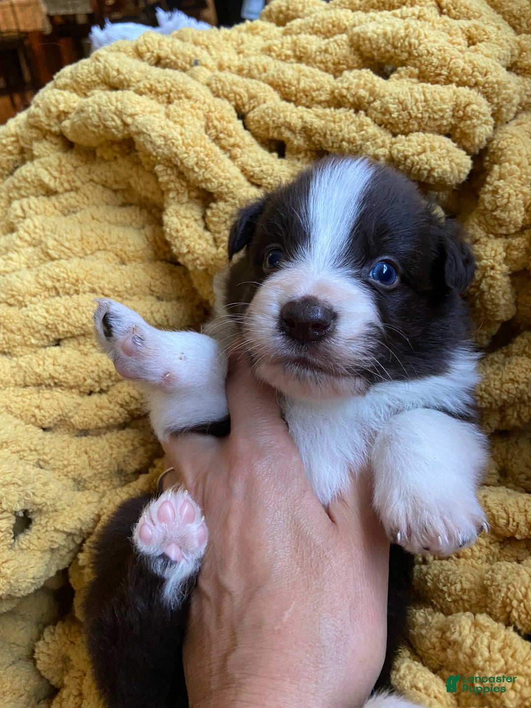 Mixed Breed dogs for sale: Mixed Breed Puppy 4 - Ad 5