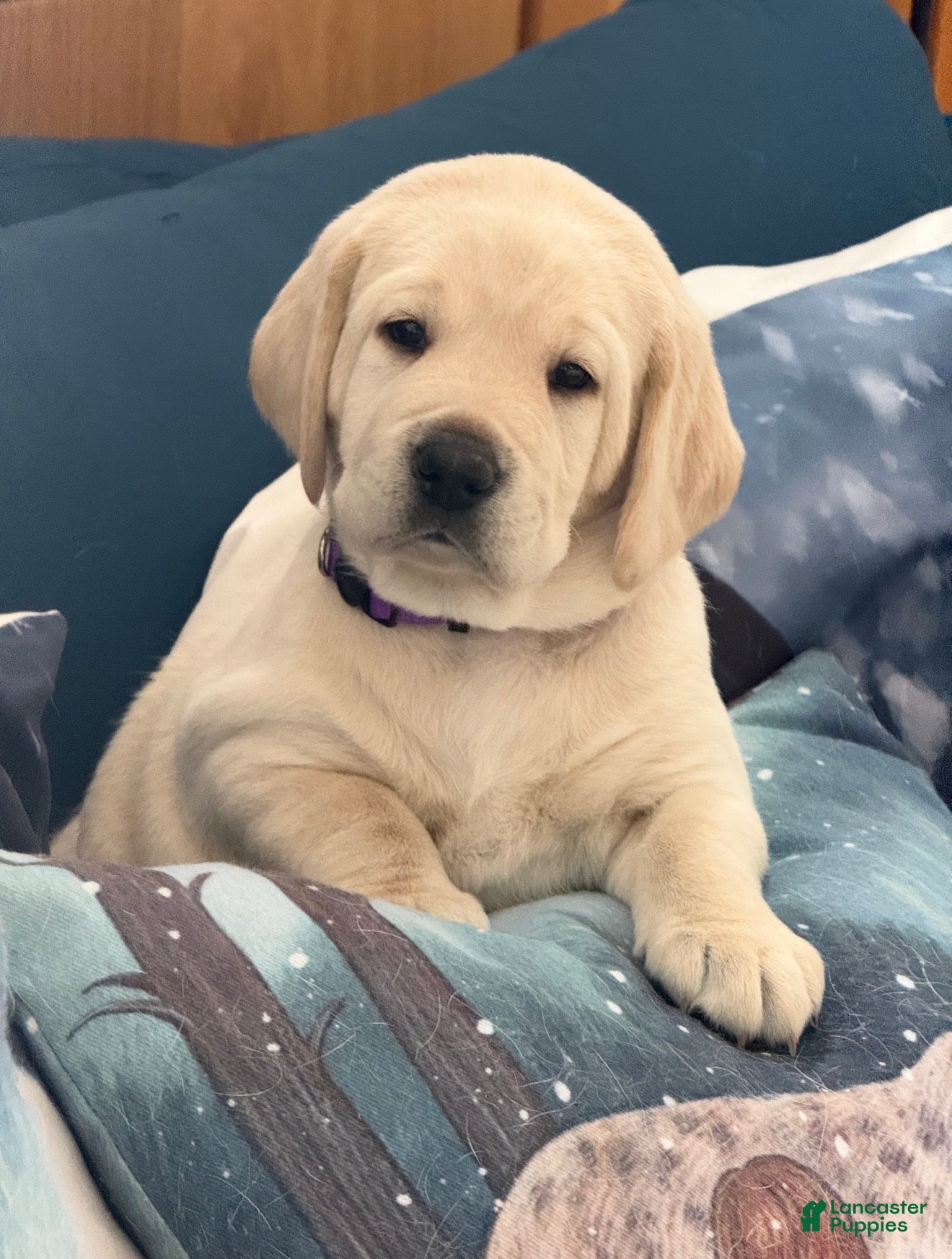 Labrador Retriever dogs Labrador Retriever Puppy 3 - Ad 2