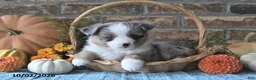 Miniature Australian Shepherd dogs for sale: Hope - Ad 3