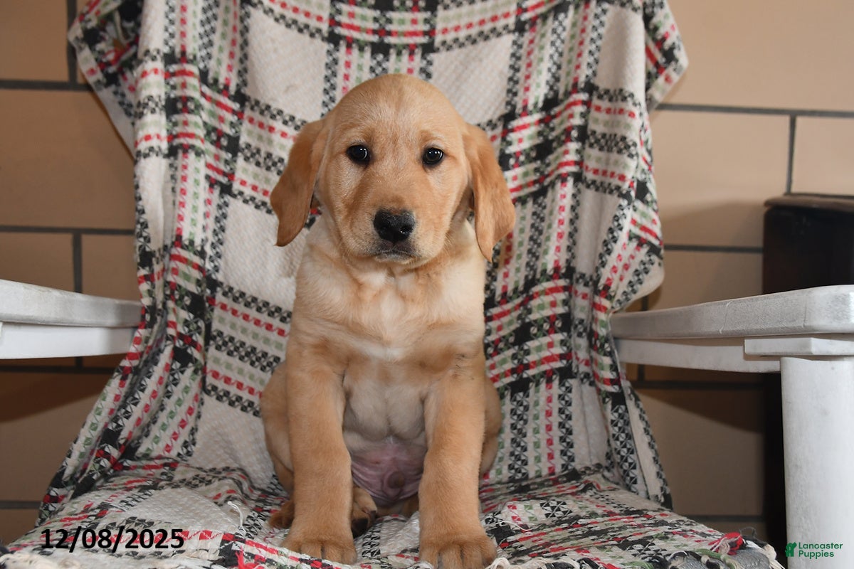 Labrador Retriever dogs Hunter - Ad 13