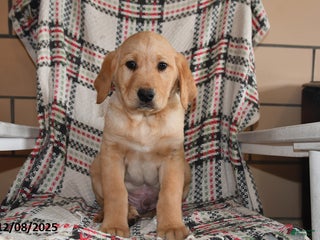 Labrador Retriever dogs Hunter - Ad 11