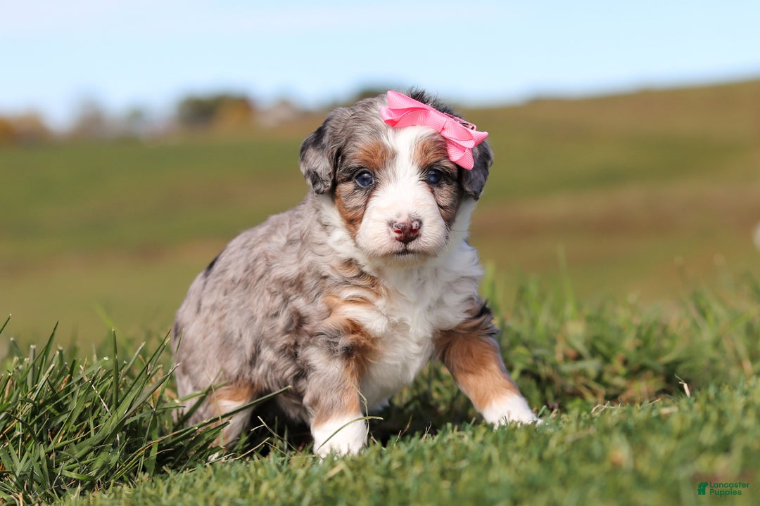 Mini Bernedoodle dogs for sale: Candy - Ad 4