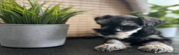 Miniature Schnauzer dogs for sale: Max - Ad 9