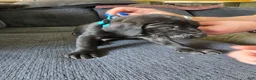 Mixed Breed dogs for sale: Blue - Ad 3