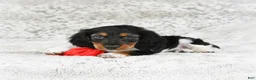 Miniature Dachshund dogs for sale: Charlie - Ad 3